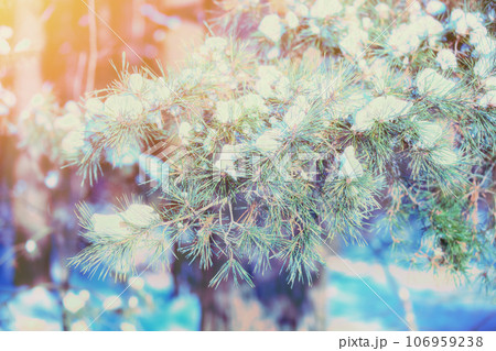 Pine branches covered with rime. Nature winter background. Winter nature. Snowy forest. Christmas background 106959238