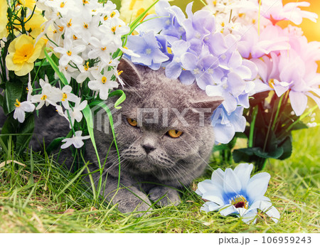 Cute blue British shorthair cat resting in artificial flowers on the grass in the spring garden Cute blue British shorthair cat resting in artificial flowers on the grass in the spring garden 106959243