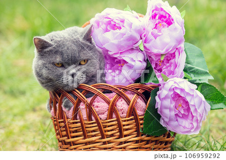 Cute blue British Shorthair cat resting in a basket with peony flowers in a spring garden Cute blue British Shorthair cat resting in a basket with peony flowers in a spring garden 106959292