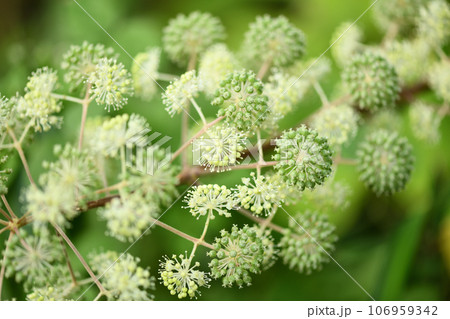 ウド（独活）の花 106959342