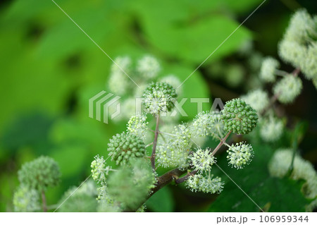 ウド(独活)の花 ウド(独活)の花 106959344