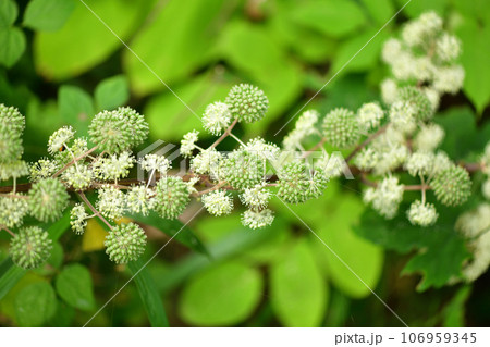 ウド(独活)の花 ウド(独活)の花 106959345