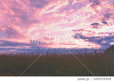 Wheat field with evening sky in summer. Rural landscape nature 106959408
