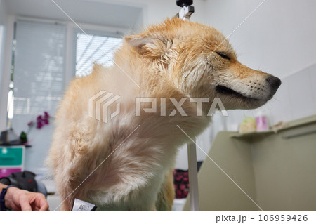 Pet professional master groomer blow drying corgi welsh pembroke dog after washing in grooming salon. Pet professional master groomer blow drying corgi welsh pembroke dog after washing in grooming salon. 106959426