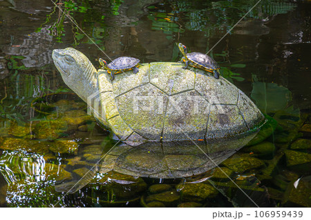 甲羅干しをする亀 甲羅干しをする亀 106959439