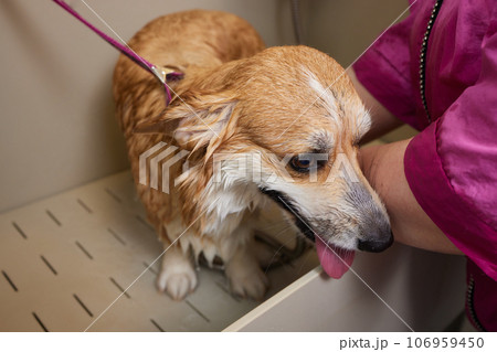 Funny portrait of a welsh corgi pembroke dog showering with shampoo. Dog taking a bubble bath in grooming salon. Funny portrait of a welsh corgi pembroke dog showering with shampoo. Dog taking a bubble bath in grooming salon. 106959450
