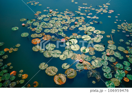 Water lilies on the pond on a summer sunny day Water lilies on the pond on a summer sunny day 106959476