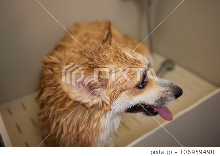 Funny portrait of a welsh corgi pembroke dog showering with shampoo. Dog taking a bubble bath in grooming salon. 106959490