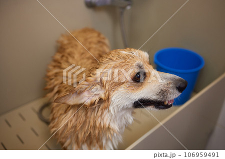 Funny portrait of a welsh corgi pembroke dog showering with shampoo. Dog taking a bubble bath in grooming salon. Funny portrait of a welsh corgi pembroke dog showering with shampoo. Dog taking a bubble bath in grooming salon. 106959491