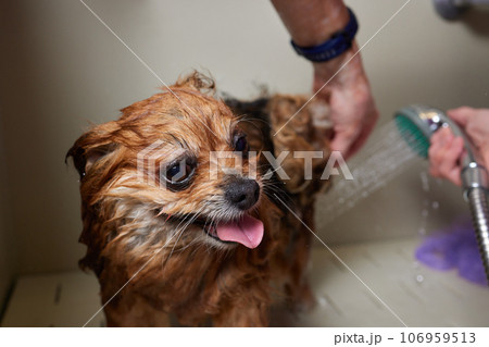 Funny portrait of a welsh corgi pembroke dog showering with shampoo. Dog taking a bubble bath in grooming salon. Funny portrait of a welsh corgi pembroke dog showering with shampoo. Dog taking a bubble bath in grooming salon. 106959513