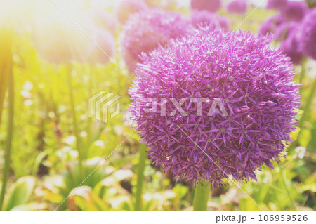 Flowering Allium on the field on a summer sunny day Flowering Allium on the field on a summer sunny day 106959526