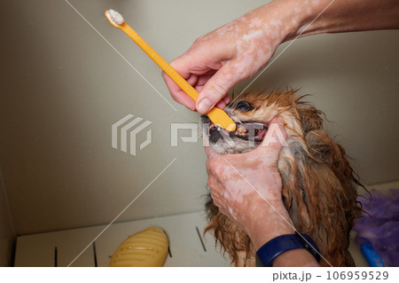 Funny portrait of a welsh corgi pembroke dog showering with shampoo. Dog taking a bubble bath in grooming salon. 106959529