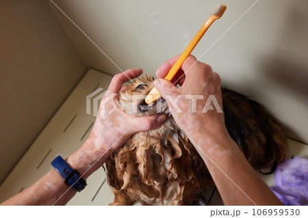 Funny portrait of a welsh corgi pembroke dog showering with shampoo. Dog taking a bubble bath in grooming salon. Funny portrait of a welsh corgi pembroke dog showering with shampoo. Dog taking a bubble bath in grooming salon. 106959530