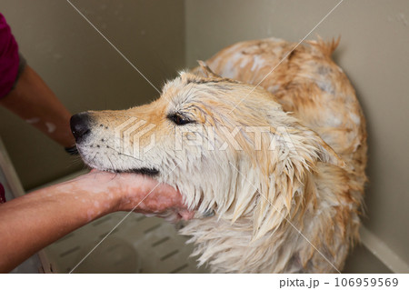 Funny portrait of a welsh corgi pembroke dog showering with shampoo. Dog taking a bubble bath in grooming salon. 106959569