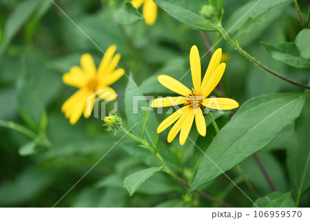 キクイモ（菊芋）の花 106959570