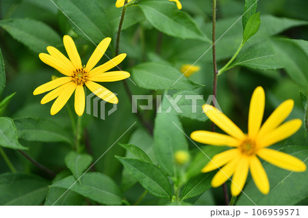 キクイモ(菊芋)の花 キクイモ(菊芋)の花 106959571