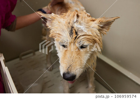 Funny portrait of a welsh corgi pembroke dog showering with shampoo. Dog taking a bubble bath in grooming salon. 106959574
