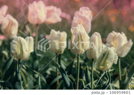 Orange and red tulips blooming in the field in spring. Spring nature background Orange and red tulips blooming in the field in spring. Spring nature background 106959601