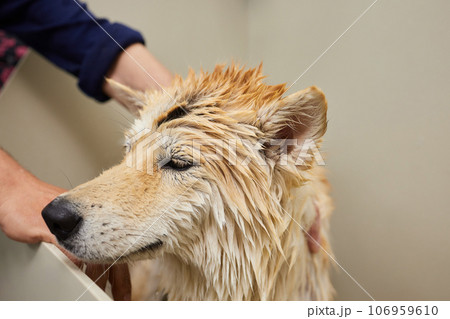 Funny portrait of a welsh corgi pembroke dog showering with shampoo. Dog taking a bubble bath in grooming salon. Funny portrait of a welsh corgi pembroke dog showering with shampoo. Dog taking a bubble bath in grooming salon. 106959610