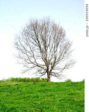 春の江戸川河川敷の枯れ木 106959698