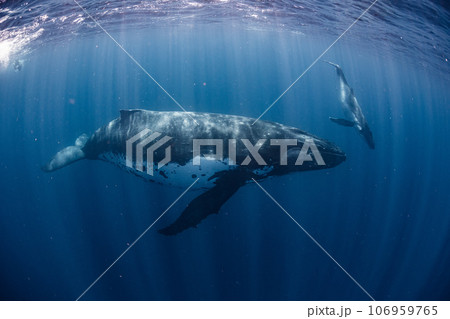 ザトウクジラの親子 106959765