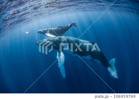 ザトウクジラの親子 106959769
