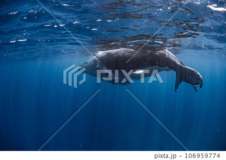 ザトウクジラの親子 106959774