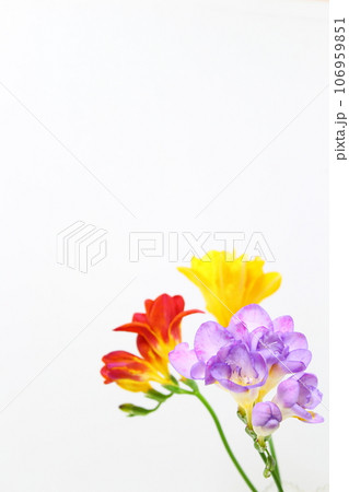 フリージア (赤・黄・紫)【アップ・白背景・コピースペース・シンプル・人物なし】 フリージア (赤・黄・紫)【アップ・白背景・コピースペース・シンプル・人物なし】 106959851