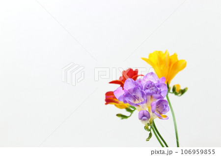 フリージア (赤・黄・紫)【アップ・白背景・コピースペース・シンプル・人物なし】 フリージア (赤・黄・紫)【アップ・白背景・コピースペース・シンプル・人物なし】 106959855
