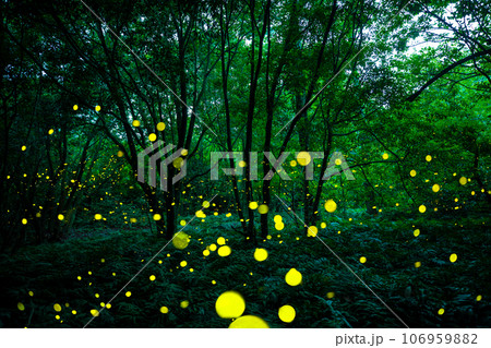In Gotjawal Forest, a famous tourist attraction on Jeju Island, South Korea, fireflies create a wonderful scenery with beautiful lights. 106959882