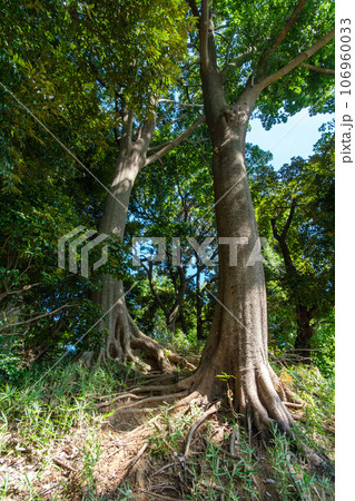 富士塚の森 106960033