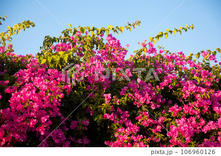 Bougainvillea is a decorative plant growing in the form of ivy that grows in the Mediterranean and Aegean climates Bougainvillea is a decorative plant growing in the form of ivy that grows in the Mediterranean and Aegean climates 106960126