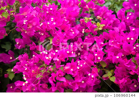 Bougainvillea is a decorative plant growing in the form of ivy that grows in the Mediterranean and Aegean climates 106960144