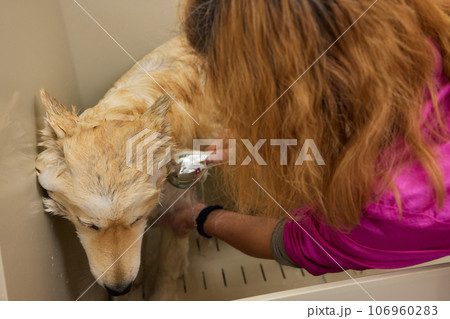 Funny portrait of a welsh corgi pembroke dog showering with shampoo. Dog taking a bubble bath in grooming salon. 106960283