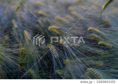 barley with spikes in field, back lit cereal crops plantation in sunset 106960289