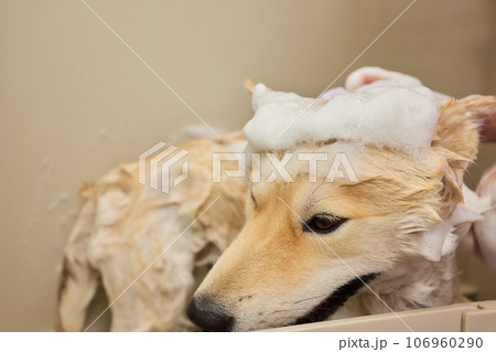 Funny portrait of a welsh corgi pembroke dog showering with shampoo. Dog taking a bubble bath in grooming salon. 106960290