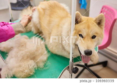 Hand showing animal hair shed due to seasonal hair shedding or health problems. 106960339