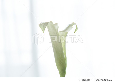 白いカラーの花 白いカラーの花 106960433