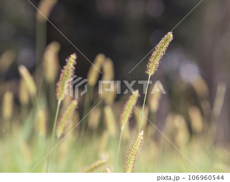 狗尾草が秋の風に揺れている 狗尾草が秋の風に揺れている 106960544
