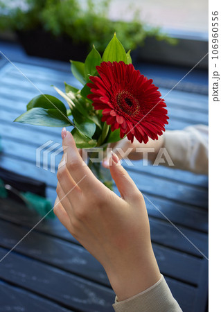 Hand of anonymous female florist holding bunch of fresh red gerdera. Hand of anonymous female florist holding bunch of fresh red gerdera. 106960556