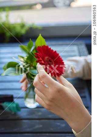 Hand of anonymous female florist holding bunch of fresh red gerdera. 106960563