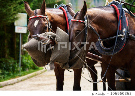 Horse harness with cart in mountain forest. Traditional transport for tourists in Morskie Oko, Poland. Harnessed horses eat food from bags 106960862