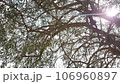 dry tree leaves and branches in the park 106960897