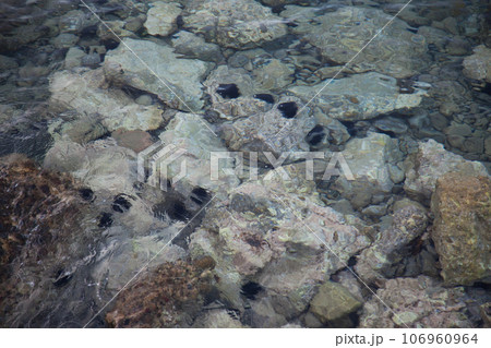 Sea urchins seen in the water on the beach in Datca, Turkey Mugla Datca Sea urchins seen in the water on the beach in Datca, Turkey Mugla Datca 106960964