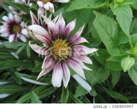 花壇に咲くオステオスペルマムの花 花壇に咲くオステオスペルマムの花 106960967