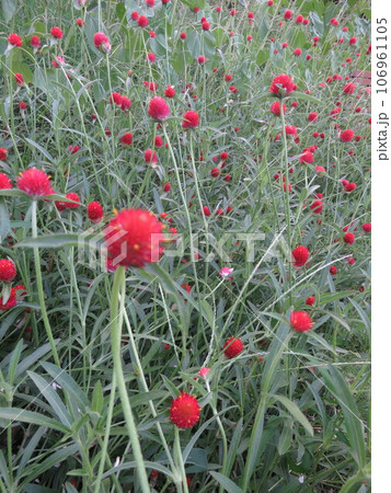 赤いセンニチコウ（千日紅） 106961105