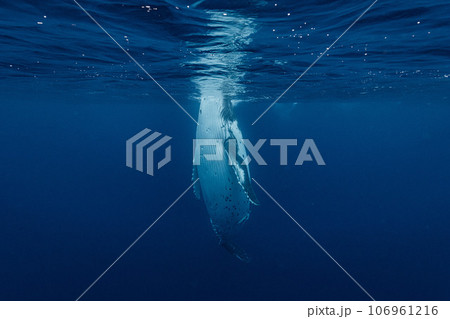 ザトウクジラ ザトウクジラ 106961216
