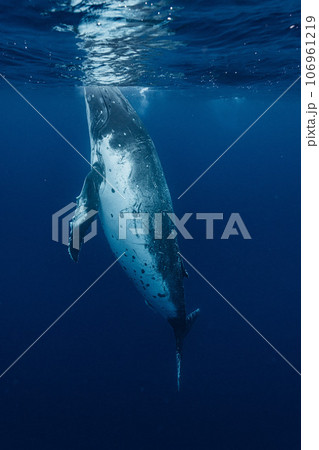 ザトウクジラ 106961219