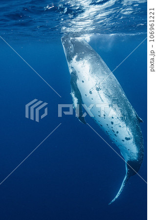 ザトウクジラ 106961221