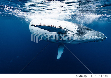 ザトウクジラ ザトウクジラ 106961230